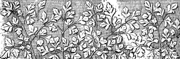 le séparateur décoratif est décoré d'arrangements de feuilles dans cette image, gravure vintage. vecteur