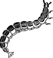 luciole larvaire, illustration vintage. vecteur