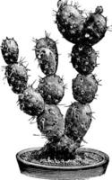 illustration vintage d'opuntia boliviana. vecteur