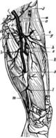 artères du membre inférieur, illustration vintage. vecteur