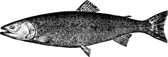truite saumonée, illustration vintage. vecteur
