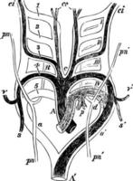 arcs aortiques dans une illustration vintage de mammifère. vecteur