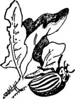 punaise de pomme de terre, illustration vintage. vecteur