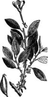 illustration vintage de la plante de cacao. vecteur