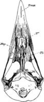 le crâne d'une illustration vintage de corbeau. vecteur