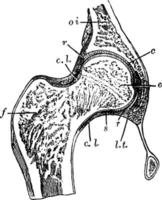 articulation de la hanche, illustration vintage. vecteur