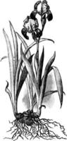 illustration vintage de l'iris. vecteur