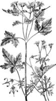géranium bicknelli et herbe robert illustration vintage. vecteur