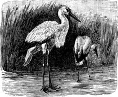 cigogne blanche, ciconia ciconia, illustration vintage vecteur