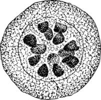 lymphosporidium dans les cellules sanguines, illustration vintage. vecteur