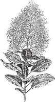 illustration vintage cotinus coggygria. vecteur