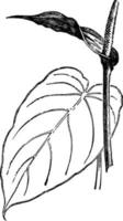 illustration vintage d'anthurium veitchii. vecteur