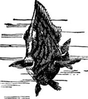 poisson chirurgien, illustration vintage. vecteur