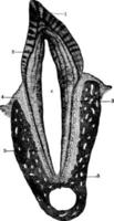 coupe transversale d'une dent humaine, illustration vintage. vecteur