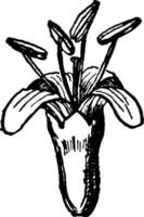 illustration vintage de fleur de cornouiller. vecteur