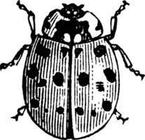 coccinelle, illustration vintage. vecteur