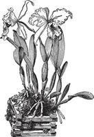 illustration vintage de cattleya trianae. vecteur