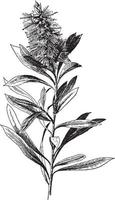 illustration vintage de callistemon lanceolatus. vecteur