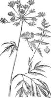 tôt, pré, panais, plante, fleurs, persil, famille, ombellifères, zizia, aurea illustration vintage. vecteur