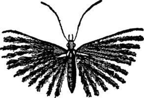 papillon de nuit, illustration vintage. vecteur