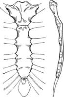 os de sternum humain ou os de poitrine, illustration vintage. vecteur