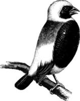 tisserand-oiseau, illustration vintage. vecteur