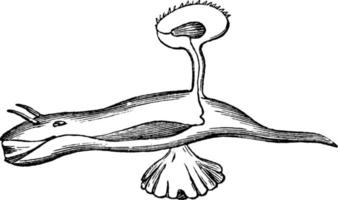hétéropode, illustration vintage. vecteur