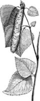 feuilles et chaton de betula alba illustration vintage. vecteur