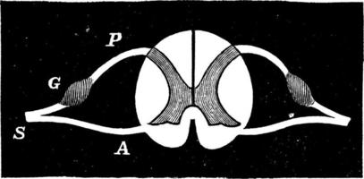 nerf spinal, illustration vintage. vecteur