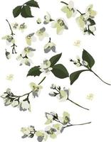 ensemble d'éléments de design floral, fleurs et bourgeons de jasmin, feuilles et tiges. isolé sur fond blanc