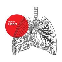 croquis dessiné à la main d'un organe cardiaque humain vecteur