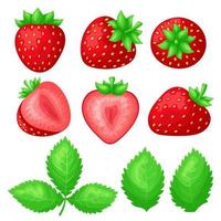 ensemble de fraises juteuses mûres. baies entières et tranches de différentes formes. feuilles vertes. style de dessin animé plat simple et coloré. illustration vectorielle isolée. vecteur