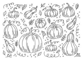 ensemble de citrouilles. illustration vectorielle dessinée à la main dans un style doodle. image en noir et blanc de légumes. vecteur