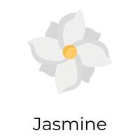 fleur de jasmin tendance vecteur