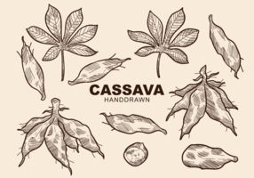 Free Hand Drawn Cassava Vecteurs vecteur