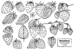 fraise illustration vectorielle dessinés à la main. croquis de fraises. illustration vectorielle. noir et blanc. vecteur