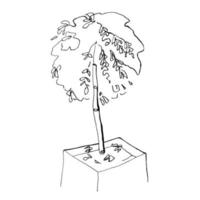 plante. dessin au trait illustration dessinée à la main. croquis de vecteur noir isolé sur blanc.