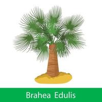 arbre de dessin animé brahea edulis vecteur