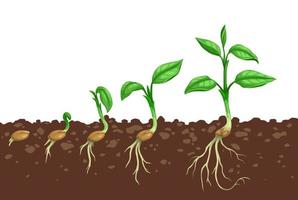 étapes de croissance des plantes, germination des graines dans le sol vecteur