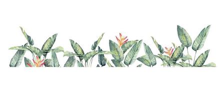 fond de feuilles tropicales.cadre oiseau de paradis avec aquarelle.branches et feuilles de plantes tropicales avec un espace pour le fond text.botanical et le papier peint. vecteur