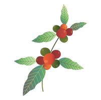 caféier aux fruits mûrs. ensemble dessiné à la main de branches et de grains de caféiers colorés vecteur