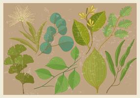 Eucalyptus et plantes feuilles Vecteurs vecteur