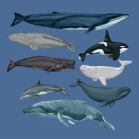 huit baleines animaux sealife vecteur