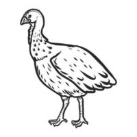 icône femelle de coq de dinde, style dessiné à la main vecteur