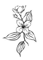 fleurs de jasmin illustration botanique dessinée à la main. dessin à l'encre de contour noir et blanc. vecteur