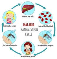 infographie des informations sur le cycle de transmission du paludisme vecteur