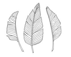 ensemble de feuilles de palmier dans le style d'art en ligne. illustration vectorielle dessinée à la main avec des branches d'arbre tropical. croquis avec des feuilles exotiques en noir et blanc sur fond isolé. silhouette de plante vecteur