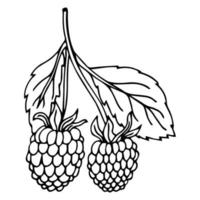 dessin vectoriel de framboise. croquis de branche de baies isolées sur fond blanc. illustration de style gravé de fruits d'été. nourriture végétarienne détaillée dessinée à la main. idéal pour l'étiquette, l'affiche, l'impression