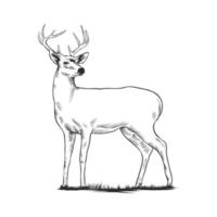 cerf dessiné à la main vecteur