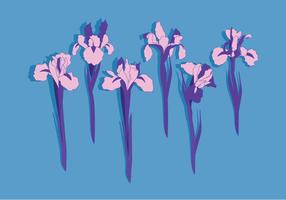 Vector Iris Fleurs